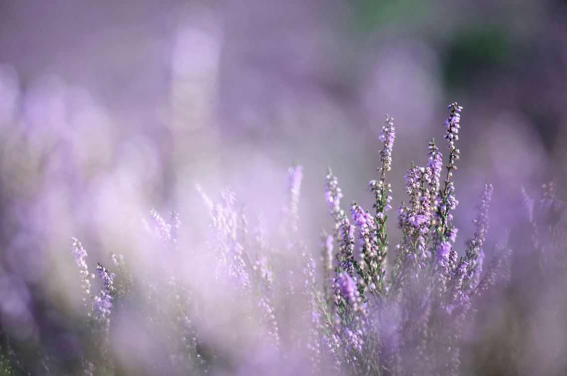 Purple Sea 1/2 The Maashorst forest has an area with Calluna as far as the eye can see. One feels like drowning in a purple sea. Calluna vulgaris,Heesch,Maashorst,Macro,calluna