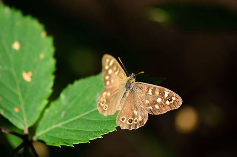 Speckled Wood  Heesch,Maashorst,Macro,Pararge aegeria,Speckled Wood