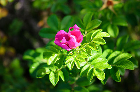 Pink flower Very bright pink flower found in the bushes of the Maashorst forest. Colors are as they are, no cross processing. Heesch,Maashorst,Macro,Rosa rugosa