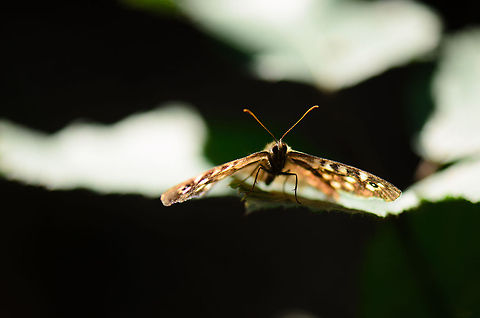 Speckled Wood lamp cover  Heesch,Maashorst,Macro,Pararge aegeria,Speckled Wood