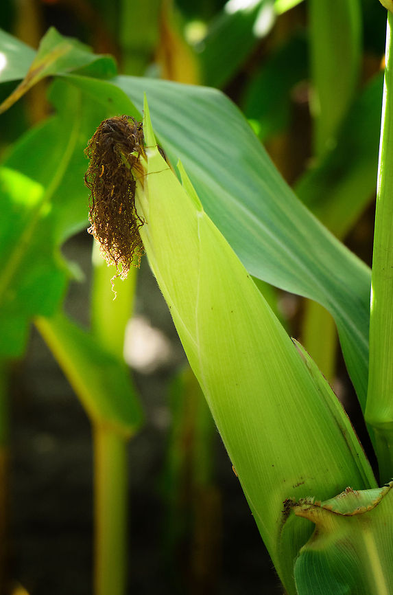 Corn (Maize)  Heesch,Maashorst,Macro,Maize,Zea mays