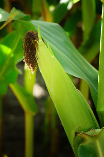 Corn (Maize)  Heesch,Maashorst,Macro,Maize,Zea mays