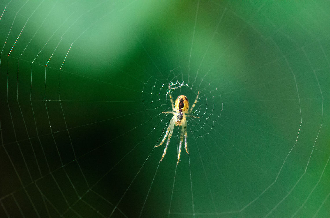 Mr Bigweb  Araneus diadematus,Heesch,Maashorst,Macro