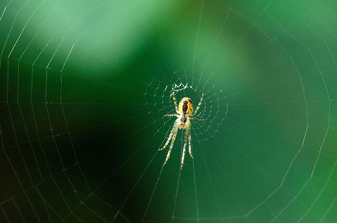 Mr Bigweb  Araneus diadematus,Heesch,Maashorst,Macro