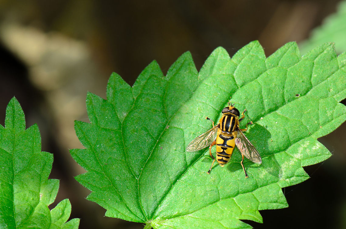 Helophilus pendulus  Heesch,Helophilus pendulus,Maashorst,Macro