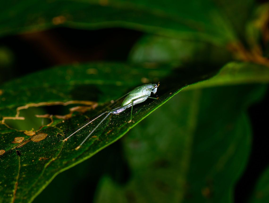Long-legged katydid, Montezuma, Colombia Found at night. Cerro Montezuma,Choco,Chocó,Colombia,Colombia Choco & Pacific region,Montezuma,South America,Tatama National Park,Tatamá National Park,World