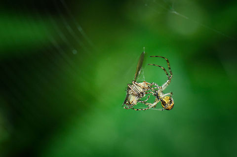 Metellina segmentata Spider eating fly Spider is yet to be identified. Heesch,Maashorst,Macro,Metellina mengei,Metellina segmentata