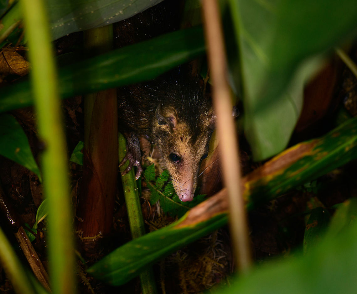 Common Opossum at night, Montezuma, Colombia A lucky nightly encounter with an opossum. They are not uncommon, just hard to photograph, especially at night when I typically don&#039;t have the correct lens on. About the size of a domestic cat, they have a tendency to hang out near human settlements, checking trash and other easy food sources. You could call them the South American racoon for that.<br />
<br />
In this instance, it made a mistake to flee into the edge of a pond where we had it surrounded, which positioned me to do a shot close enough for the macro lens which I had on. We of course let it go on its way after that. Cerro Montezuma,Choco,Chocó,Colombia,Colombia Choco & Pacific region,Common opossum,Didelphis marsupialis,Montezuma,South America,Tatama National Park,Tatamá National Park,World