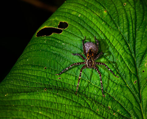 Lycosidae with egg sac, Montezuma, Colombia ID by Hubert H&ouml;fer.
Found at night. About 7cm leg to leg. Orange yellow abdoment. Black legs with white markings. Cerro Montezuma,Choco,Choc&oacute;,Colombia,Colombia Choco & Pacific region,Montezuma,South America,Tatama National Park,Tatam&aacute; National Park,World