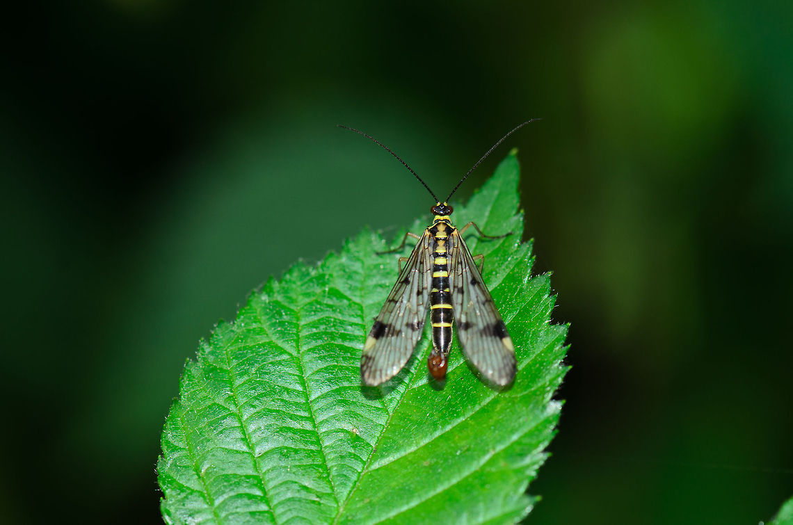 Common Scorpionfly at rest Got a bit lucky with this perfectly symetrical landing position of this Common Scorpionfly. Heesch,Maashorst,Macro,Panorpa communis
