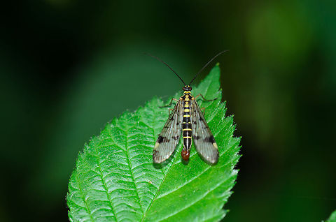 Common Scorpionfly at rest Got a bit lucky with this perfectly symetrical landing position of this Common Scorpionfly. Heesch,Maashorst,Macro,Panorpa communis