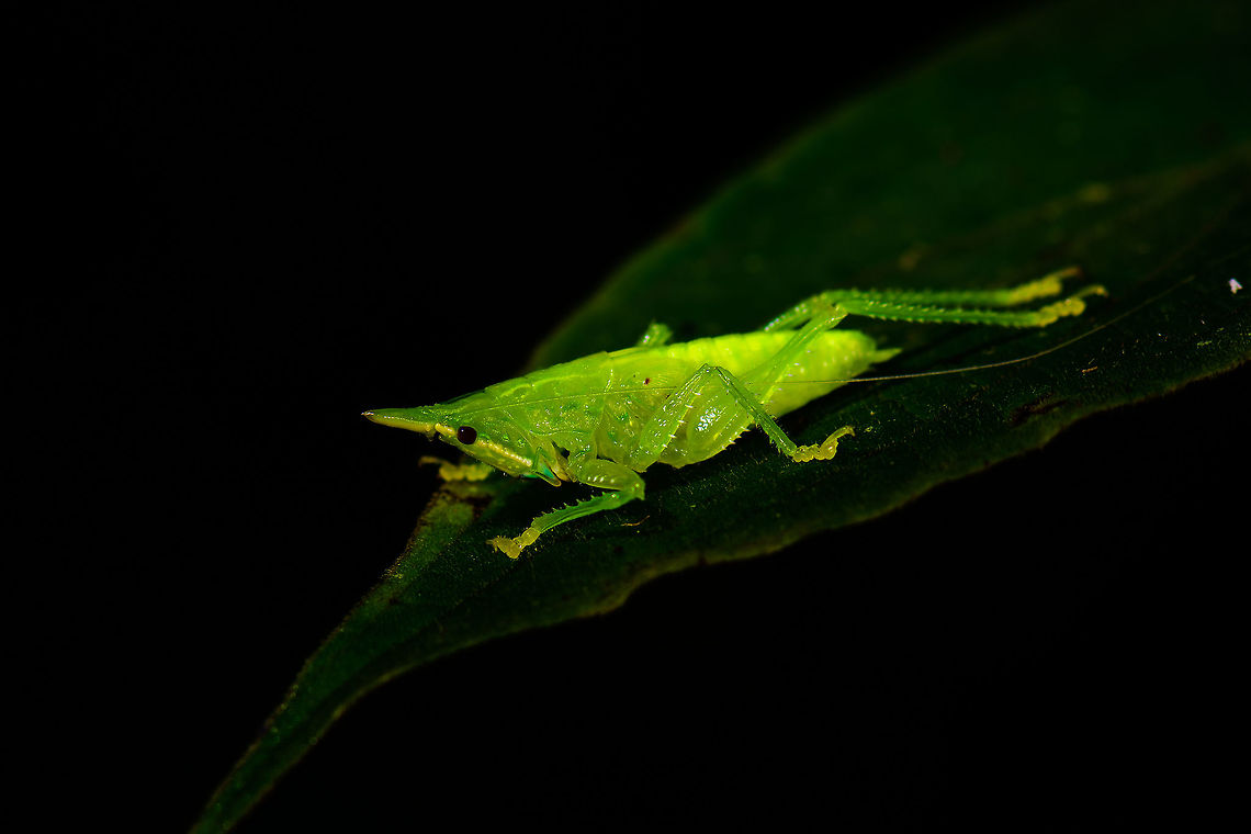 Juvenile katydid, Montezuma, Colombia One of the most common finds in any jungle at night are katydids. I still stop for every single one of them :)<br />
This looks like a juvenile to me, based on its underdeveloped wings. Same individual here:<br />
<figure class="photo"><a href="https://www.jungledragon.com/image/56044/juvenile_katydid_-_ii_montezuma_colombia.html" title="Juvenile katydid - II, Montezuma, Colombia"><img src="https://s3.amazonaws.com/media.jungledragon.com/images/2/56044_thumb.jpg?AWSAccessKeyId=05GMT0V3GWVNE7GGM1R2&Expires=1767225610&Signature=0AqTFwlE%2FDstnIRO5hapWzrOqPg%3D" width="200" height="122" alt="Juvenile katydid - II, Montezuma, Colombia  Cerro Montezuma,Choco,Choc&oacute;,Colombia,Colombia Choco &amp; Pacific region,Montezuma,South America,Tatama National Park,Tatam&aacute; National Park,World" /></a></figure> Cerro Montezuma,Choco,Chocó,Colombia,Colombia Choco & Pacific region,Montezuma,South America,Tatama National Park,Tatamá National Park,World