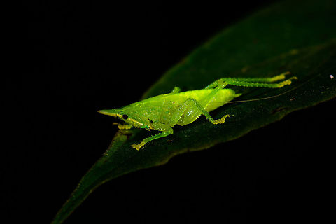 Juvenile katydid, Montezuma, Colombia One of the most common finds in any jungle at night are katydids. I still stop for every single one of them :)
This looks like a juvenile to me, based on its underdeveloped wings. Same individual here:
https://www.jungledragon.com/image/56044/juvenile_katydid_-_ii_montezuma_colombia.html Cerro Montezuma,Choco,Chocó,Colombia,Colombia Choco & Pacific region,Montezuma,South America,Tatama National Park,Tatamá National Park,World