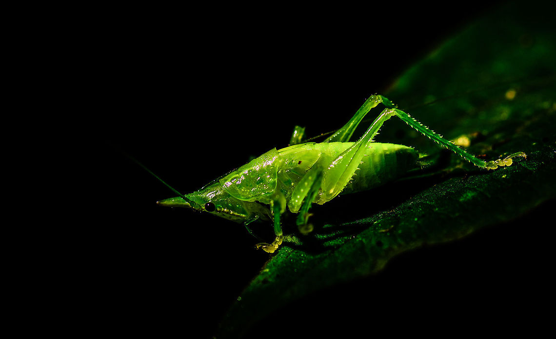 Juvenile katydid - II, Montezuma, Colombia  Cerro Montezuma,Choco,Chocó,Colombia,Colombia Choco & Pacific region,Montezuma,South America,Tatama National Park,Tatamá National Park,World