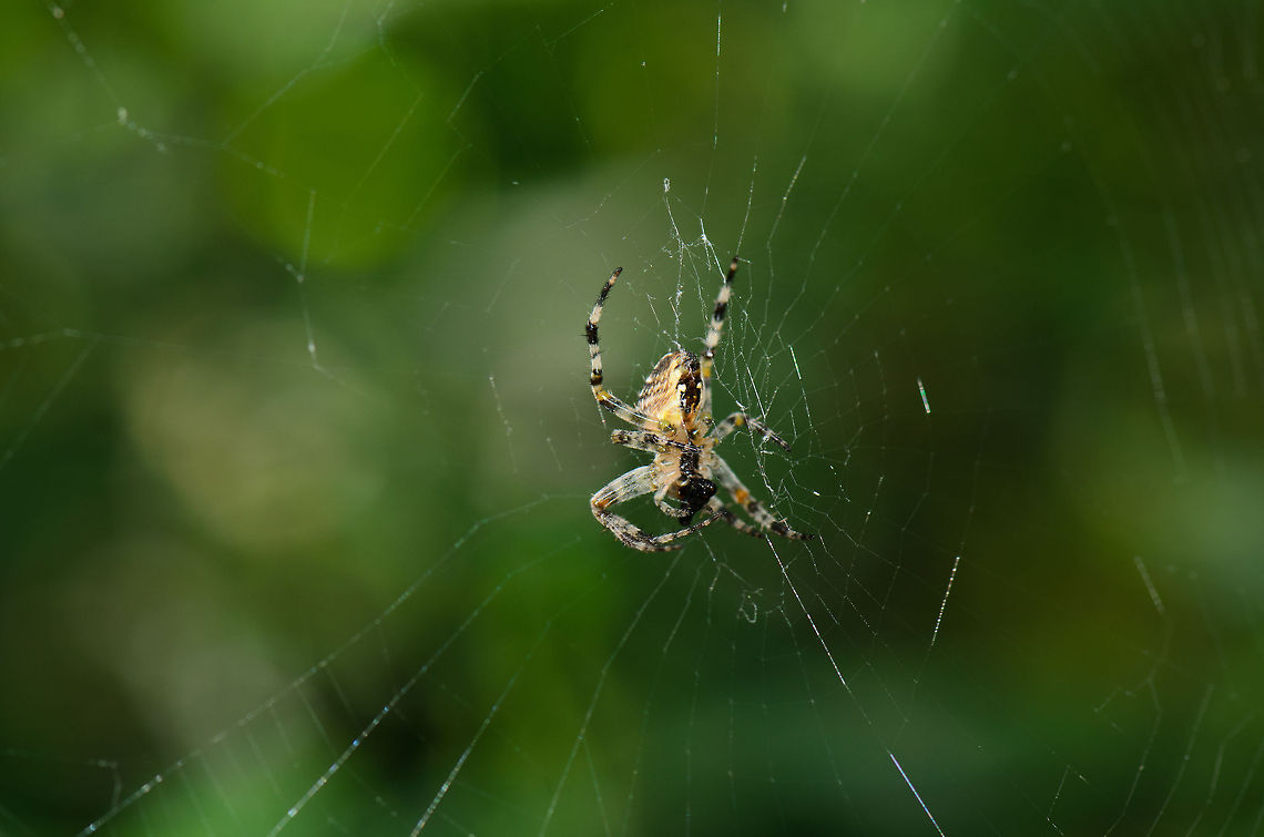 Araneus diadematus? Not 100% sure of this identification, as this speciment is significantly larger than similar spiders in the area. Araneus diadematus,Heesch,Maashorst,Macro