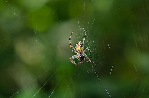 Araneus diadematus? Not 100% sure of this identification, as this speciment is significantly larger than similar spiders in the area. Araneus diadematus,Heesch,Maashorst,Macro