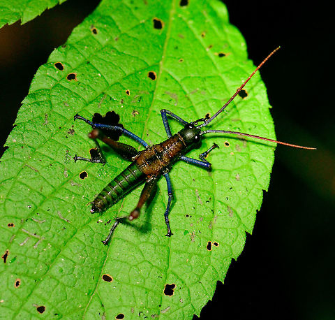 Colorful grasshopper, Montezuma, Colombia Found at night. Interesting colors on several parts of its body: blue, green, orange, black. Only theory I have for now is Opaon varicolor or related, which comes in many variations. Cerro Montezuma,Choco,Chocó,Colombia,Colombia Choco & Pacific region,Montezuma,South America,Tatama National Park,Tatamá National Park,World