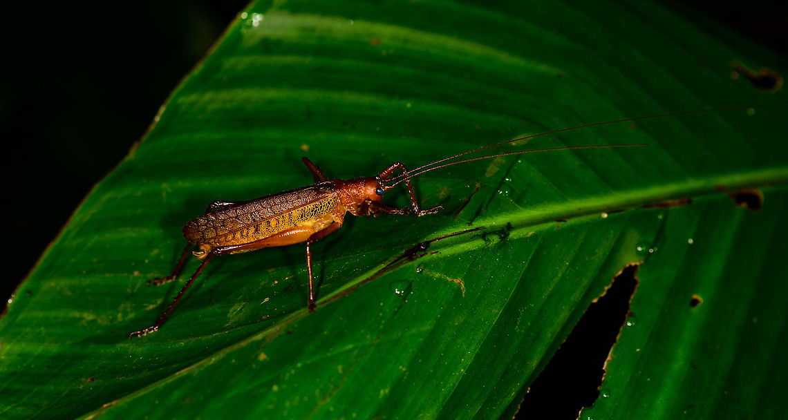 Red grasshopper with long antennae, Montezuma, Colombia Found at night. About 7-10cm in body length, with one antenna spanning at least twice that. Vibrant yellow to orange appearance overall with distinct blue eyes. Cerro Montezuma,Choco,Chocó,Colombia,Colombia Choco & Pacific region,Montezuma,South America,Tatama National Park,Tatamá National Park,World