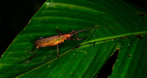 Red grasshopper with long antennae, Montezuma, Colombia Found at night. About 7-10cm in body length, with one antenna spanning at least twice that. Vibrant yellow to orange appearance overall with distinct blue eyes. Cerro Montezuma,Choco,Chocó,Colombia,Colombia Choco & Pacific region,Montezuma,South America,Tatama National Park,Tatamá National Park,World