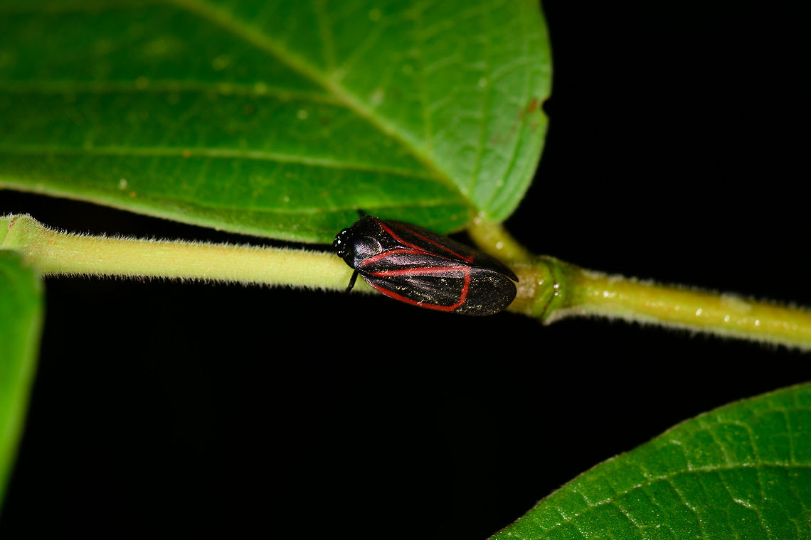 Tomaspis inclusa, Montezuma, Colombia  Cercopoidea,Cerro Montezuma,Choco,Chocó,Colombia,Colombia Choco & Pacific region,Montezuma,South America,Tatama National Park,Tatamá National Park,Tomaspis inclusa,World,froghopper
