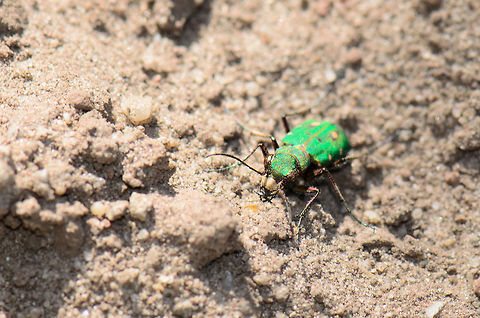 Green Tiger Beetle  Cicindela campestris,Heesch,Maashorst,Macro