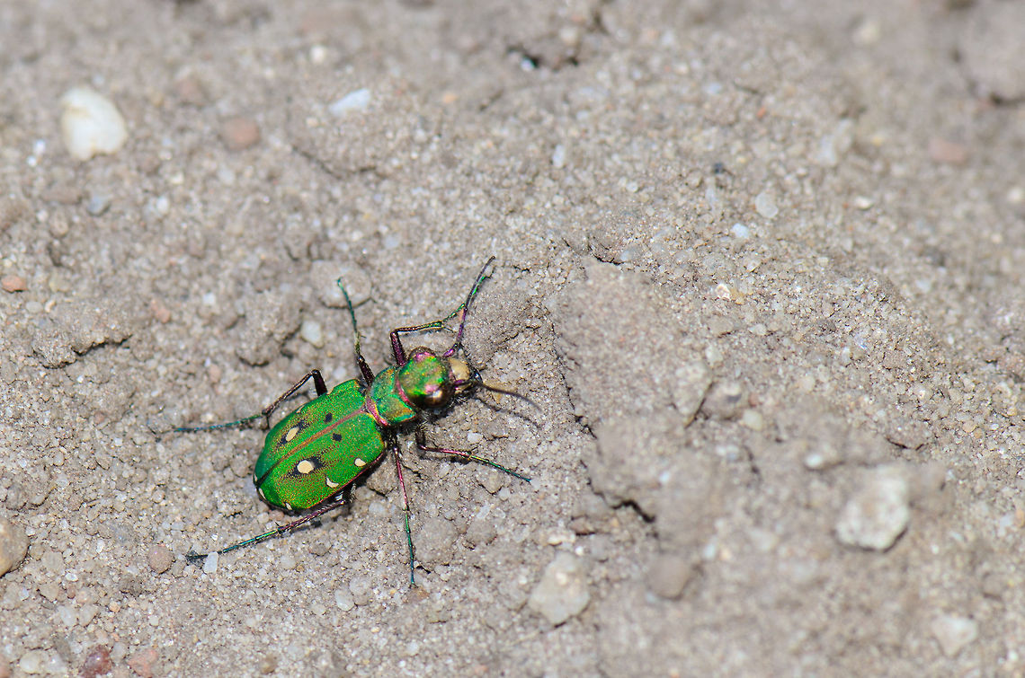 Green Tiger Beetle  Cicindela campestris,Heesch,Maashorst,Macro