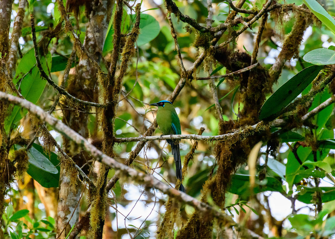 Andean motmot, Tatama National Park, Colombia Happy new year all! This is the first bird we saw early in the morning on our second day in Tatama National Park, Colombia. It got me excited as it is so beautiful and exotic. Local guides are less impressed, to them it's too common :) Andean motmot,Colombia,Colombia Choco & Pacific region,Momotus aequatorialis,Tatama National Park