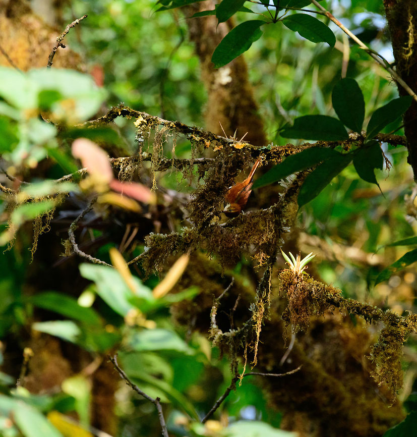 Fulvous-dotted treerunner, Tatama National Park, Colombia Near threatened but locally common in mossy forests of west Colombia.  Colombia,Fall,Geotagged,Margarornis stellatus,Star-chested treerunner