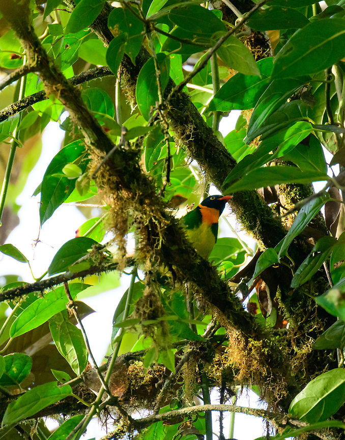 Orange-breasted fruiteater in canopy, Tatama National Park, Colombia We saw this colorful bird on both our first day in Tatama as well as the second day, in different parts of the forest. Colombia,Fall,Geotagged,Orange-breasted fruiteater,Pipreola jucunda