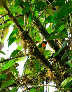 Orange-breasted fruiteater in canopy, Tatama National Park, Colombia We saw this colorful bird on both our first day in Tatama as well as the second day, in different parts of the forest. Colombia,Fall,Geotagged,Orange-breasted fruiteater,Pipreola jucunda