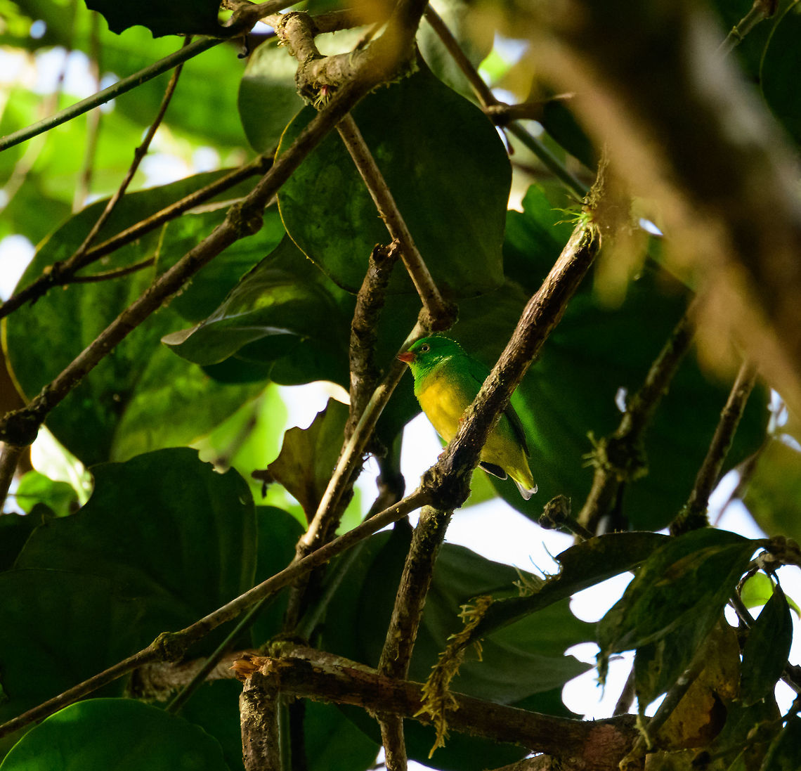 Yellow-collared chlorophonia, Tatama National Park, Colombia Near endemic to Colombia. This is likely a female, as adult males have a yellow collar. Chlorophonia flavirostris,Colombia,Fall,Geotagged,Yellow-collared chlorophonia