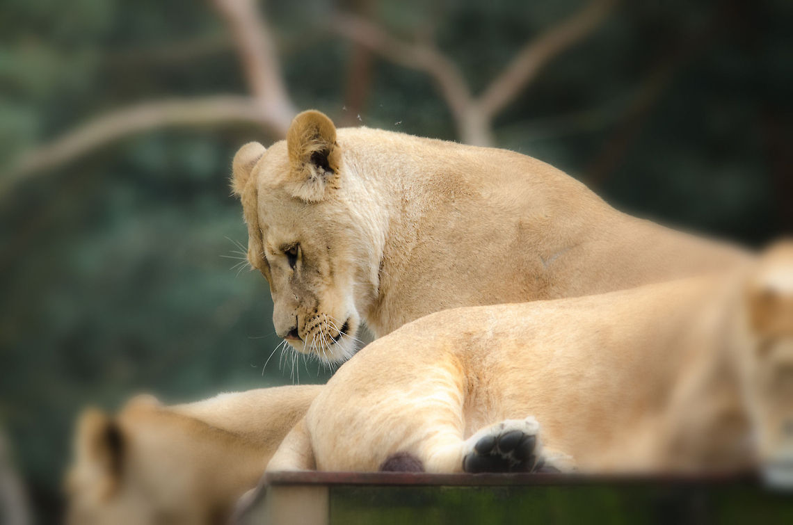 Lazy Lions at Beekse Bergen  Beekse bergen,Lion,Panthera leo