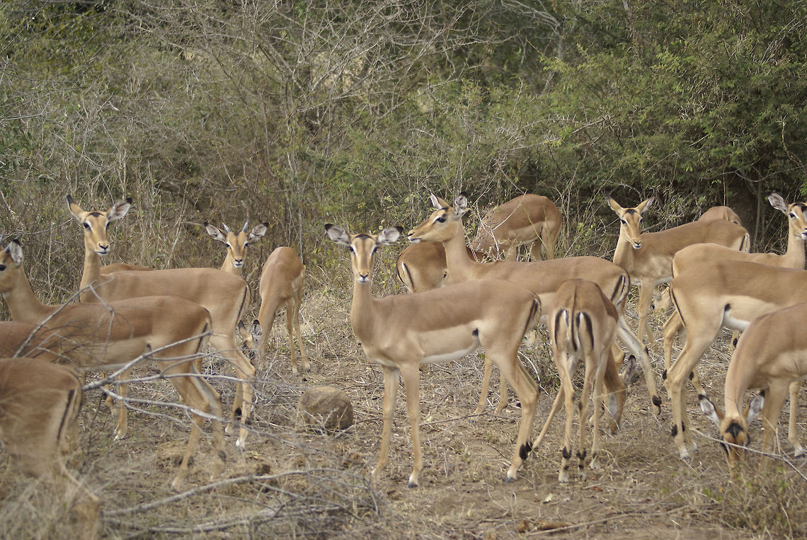 Impala harem This about shows the average size of the harem of a male Impala.  Artiodactyla,Impala,Kruger,Mammals