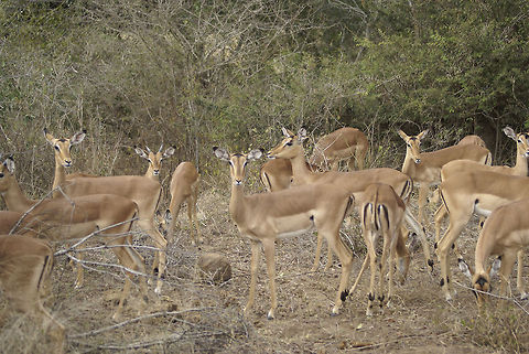 Impala harem This about shows the average size of the harem of a male Impala.  Artiodactyla,Impala,Kruger,Mammals