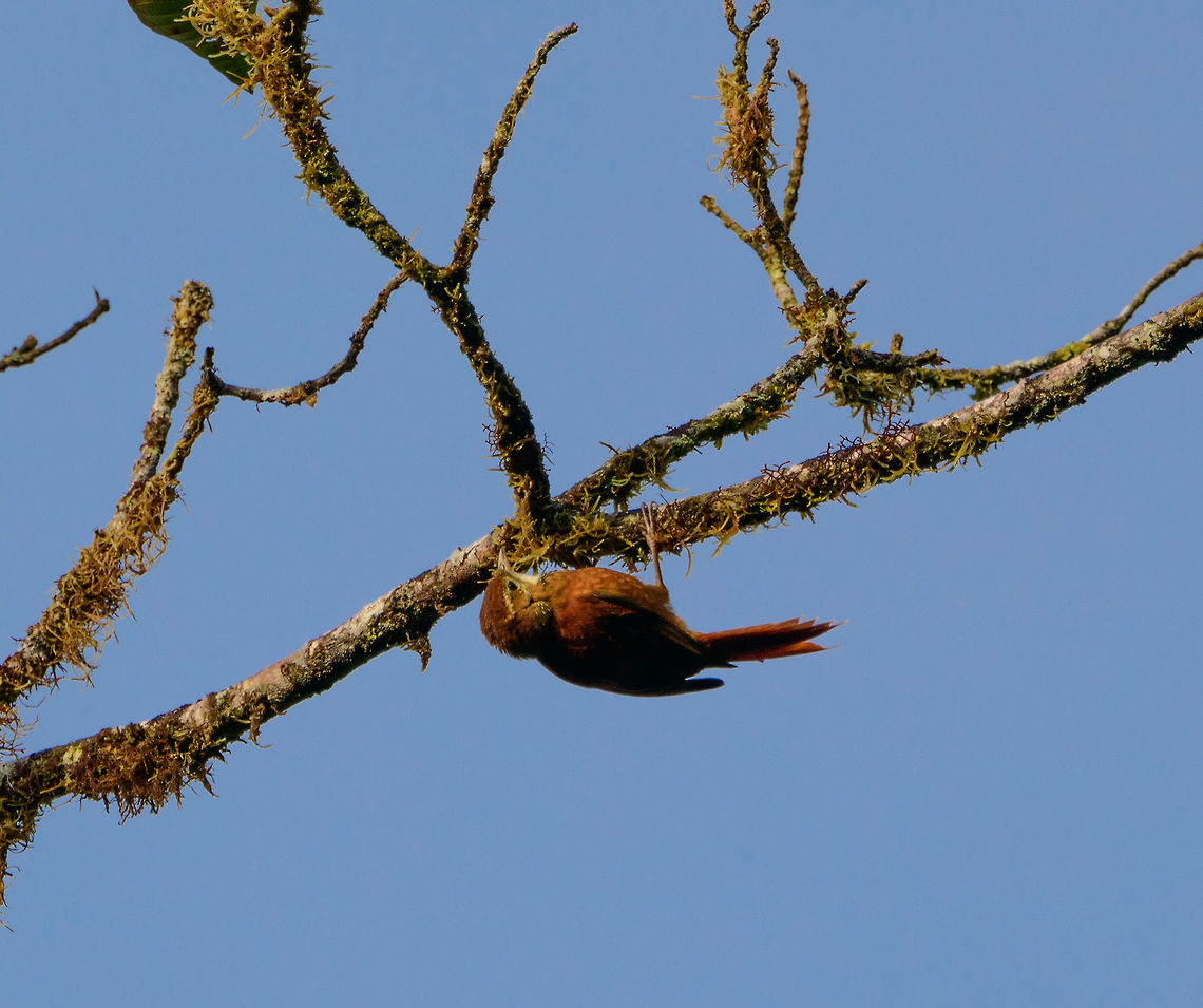 Star-chested treerunner hanging on mossy branch, Tatama National Park, Colombia Very fast and acrobatic bird. Colombia,Fall,Geotagged,Margarornis stellatus,Star-chested treerunner
