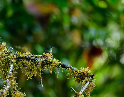 Juvenile violet-tailed sylph, Tatama National Park, Colombia It was far away but surely we saw something moving in the tree. It turns out to be a young violet-tailed sylph, on its way to become one of the most stunning hummingbirds in the area. Aglaiocercus coelestis,Cerro Montezuma,Choco,Chocó,Colombia,Colombia Choco & Pacific region,Montezuma,South America,Tatama National Park,Tatamá National Park,Violet-tailed sylph,World