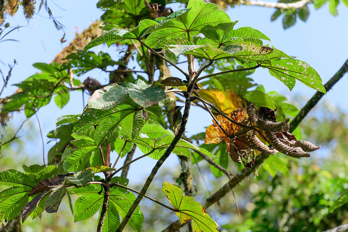 Yellow-vented woodpecker, Tatama National Park, Colombia A remote view and shot against the light, but sharing the species anyways. This is the female. The sexes look quite alike yet the female lacks red in the chin. This bird has a large range yet is uncommon to see. Some more detail:<br />
<figure class="photo"><a href="https://www.jungledragon.com/image/56368/yellow-vented_woodpecker_-_closeup_tatama_national_park_colombia.html" title="Yellow-vented woodpecker - closeup, Tatama National Park, Colombia"><img src="https://s3.amazonaws.com/media.jungledragon.com/images/2/56368_thumb.jpg?AWSAccessKeyId=05GMT0V3GWVNE7GGM1R2&Expires=1769040010&Signature=sfSHGrY%2FNehT03KFyfUYFFxvY1Y%3D" width="200" height="160" alt="Yellow-vented woodpecker - closeup, Tatama National Park, Colombia Crop to show more detail of this bird, sorry for the poor quality, it was against the light. This is the female. The sexes look quite alike yet the female lacks red in the chin. This bird has a large range yet is uncommon to see.  Cerro Montezuma,Choco,Choc&oacute;,Colombia,Colombia Choco &amp; Pacific region,Fall,Geotagged,Montezuma,South America,Tatama National Park,Tatam&aacute; National Park,Veniliornis dignus,World,Yellow-vented woodpecker" /></a></figure> Cerro Montezuma,Choco,Choc&oacute;,Colombia,Colombia Choco & Pacific region,Fall,Geotagged,Montezuma,South America,Tatama National Park,Tatam&aacute; National Park,Veniliornis dignus,World,yellow-vented woodpecker