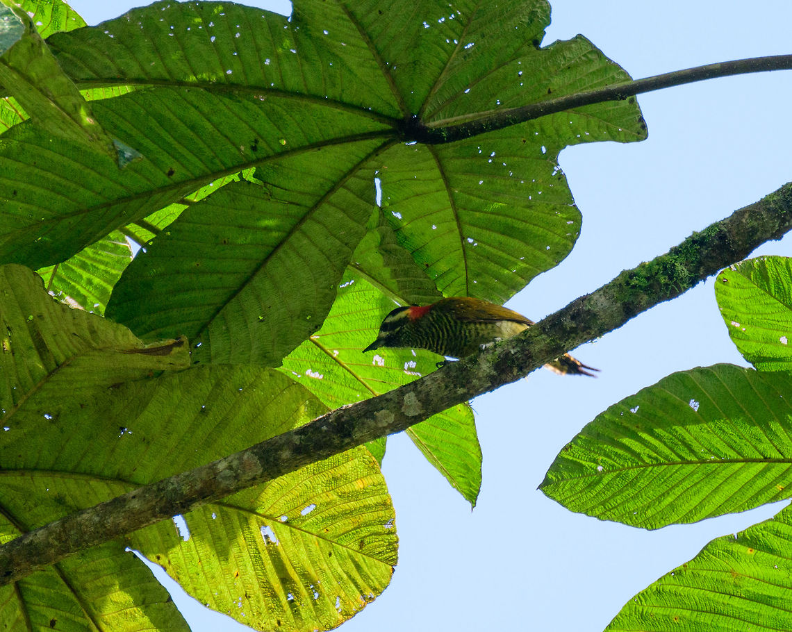 Yellow-vented woodpecker - closeup, Tatama National Park, Colombia Crop to show more detail of this bird, sorry for the poor quality, it was against the light. This is the female. The sexes look quite alike yet the female lacks red in the chin. This bird has a large range yet is uncommon to see.  Cerro Montezuma,Choco,Chocó,Colombia,Colombia Choco & Pacific region,Fall,Geotagged,Montezuma,South America,Tatama National Park,Tatamá National Park,Veniliornis dignus,World,Yellow-vented woodpecker