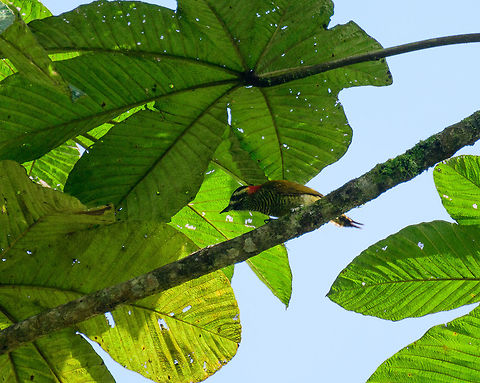 Yellow-vented woodpecker - closeup, Tatama National Park, Colombia Crop to show more detail of this bird, sorry for the poor quality, it was against the light. This is the female. The sexes look quite alike yet the female lacks red in the chin. This bird has a large range yet is uncommon to see.  Cerro Montezuma,Choco,Choc&oacute;,Colombia,Colombia Choco & Pacific region,Fall,Geotagged,Montezuma,South America,Tatama National Park,Tatam&aacute; National Park,Veniliornis dignus,World,Yellow-vented woodpecker