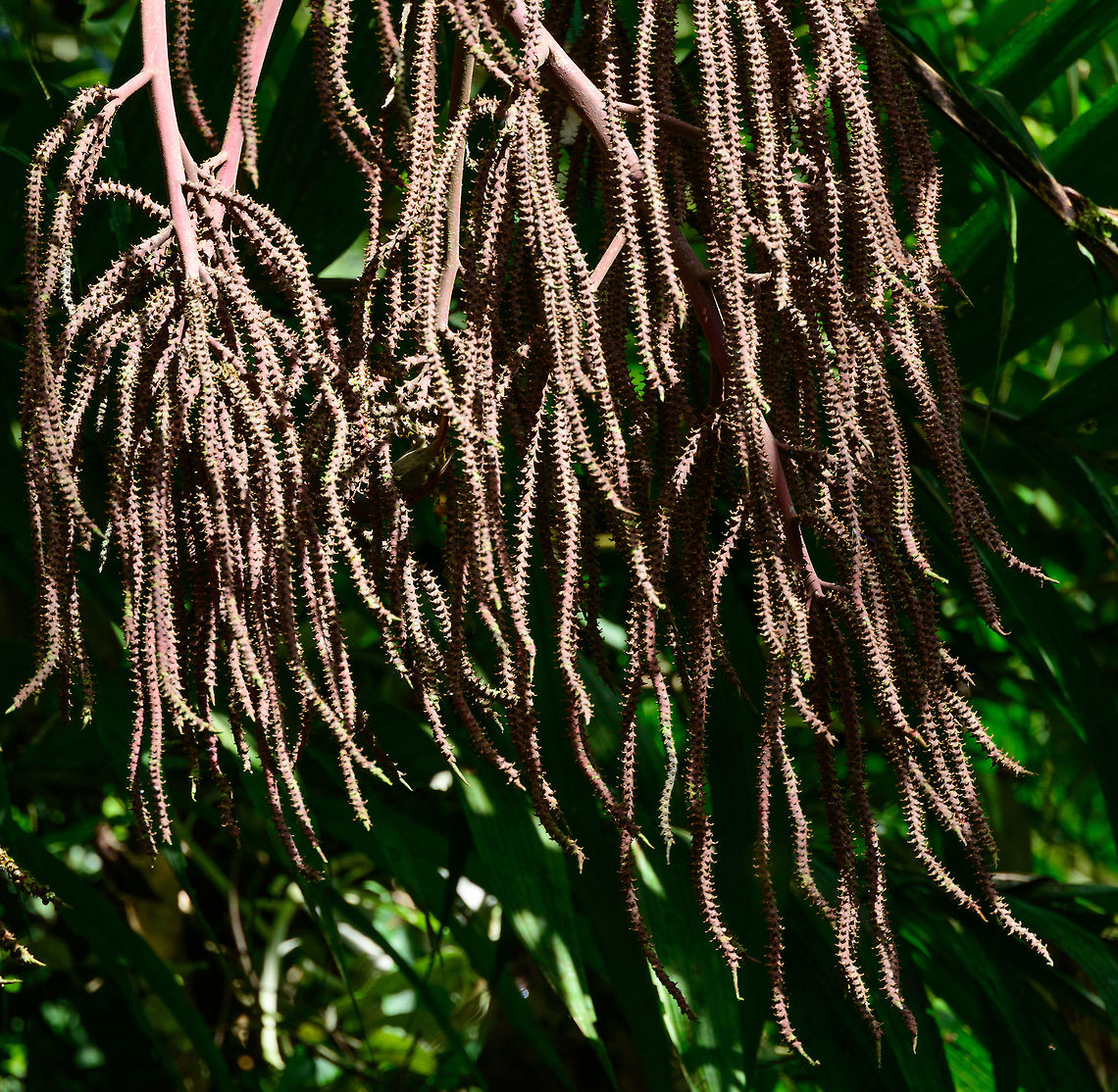 Red-faced Spinetail, Tatama National Park, Colombia So I was wondering, why did I make so many photos of this relatively uninteresting plant? Until I checked my species log mentioning a Red-faced Spinetail, yet I couldn't find it in my photos. It really is in here if you look closely :) Cerro Montezuma,Choco,Chocó,Colombia,Colombia Choco & Pacific region,Cranioleuca erythrops,Montezuma,Red-faced spinetail,South America,Tatama National Park,Tatamá National Park,World
