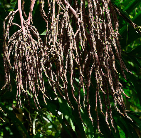 Red-faced Spinetail, Tatama National Park, Colombia So I was wondering, why did I make so many photos of this relatively uninteresting plant? Until I checked my species log mentioning a Red-faced Spinetail, yet I couldn't find it in my photos. It really is in here if you look closely :) Cerro Montezuma,Choco,Chocó,Colombia,Colombia Choco & Pacific region,Cranioleuca erythrops,Montezuma,Red-faced spinetail,South America,Tatama National Park,Tatamá National Park,World