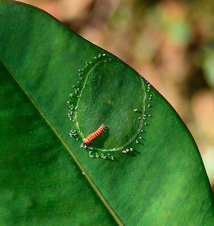 Colorful larva eating in a circle, Tatama National Park, Colombia Pretty funny sight. I suspect it is a larva and not a caterpillar as it was tiny: 1-2mm. It has a banded pattern of vibrant yellow and red. Cerro Montezuma,Choco,Choc&oacute;,Colombia,Colombia Choco & Pacific region,Montezuma,South America,Tatama National Park,Tatam&aacute; National Park,World