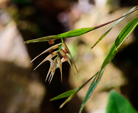 Sword-Shaped Leaf Elleanthus