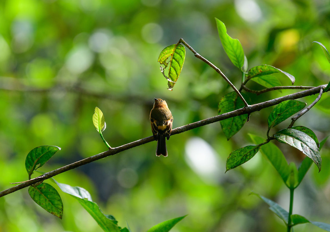 Cinnamon flycatcher - perched, Tatama National Park, Colombia Spotted on both our first and second day in Tatama National Park. Cerro Montezuma,Choco,Choc&oacute;,Cinnamon flycatcher,Colombia,Colombia Choco & Pacific region,Fall,Geotagged,Montezuma,Pyrrhomyias cinnamomeus,South America,Tatama National Park,Tatam&aacute; National Park,World