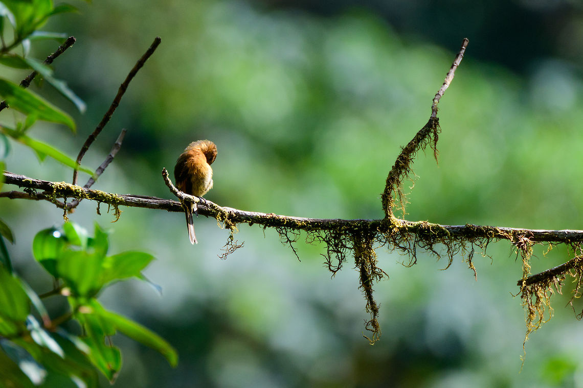 Cinnamon flycatcher - cleaning, Tatama National Park, Colombia Self maintenance. Cerro Montezuma,Choco,Choc&oacute;,Cinnamon flycatcher,Colombia,Colombia Choco & Pacific region,Fall,Geotagged,Montezuma,Pyrrhomyias cinnamomeus,South America,Tatama National Park,Tatam&aacute; National Park,World