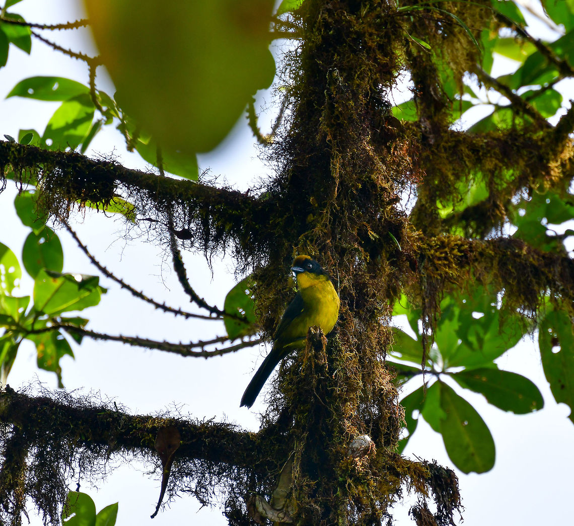 Tricolored brush finch, Tatama National Park, Colombia Found in groups that do not join flocks. Sometimes this bird is split as Choc&oacute; Brush Finch. Atlapetes tricolor,Cerro Montezuma,Choco,Chocó,Colombia,Colombia Choco & Pacific region,Fall,Geotagged,Montezuma,South America,Tatama National Park,Tatamá National Park,Tricolored brush finch,World