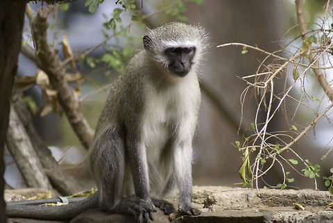 Vervet monkey A slender Vervet Monkey poses his black face and white fur to the photographer. Kruger,Mammalia,Monkeys,Vervet Monkey