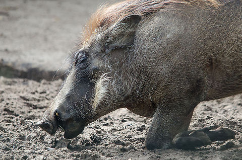 Warthog kneeling I hope it was not proposing to me? Beekse bergen,Phacochoerus africanus,Warthog
