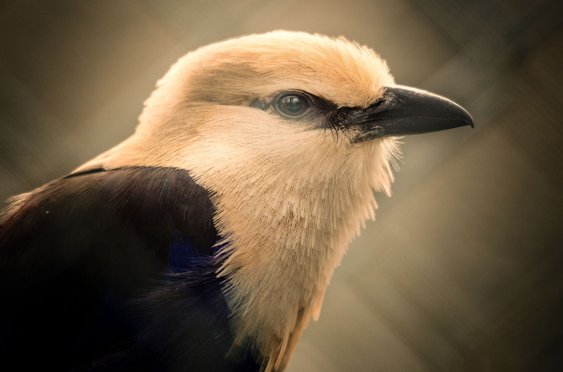 Blue-bellied Roller portrait  Beekse bergen,Blue-bellied Roller,Coracias cyanogaster