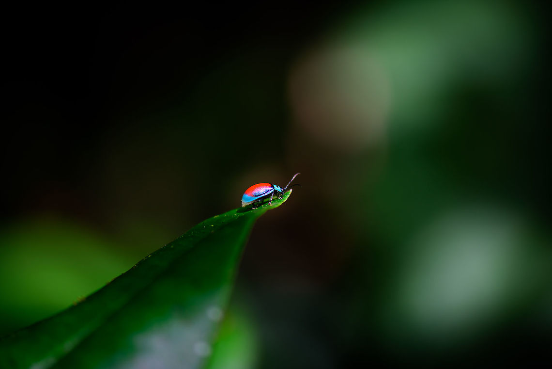 Aspicela bourcieri, Tatama National Park, Colombia Surprising colors on this leaf beetle found at the end of a leaf. Overall body is vibrant light blue. Aspicela bourcieri,Cerro Montezuma,Choco,Chocó,Colombia,Colombia Choco & Pacific region,Montezuma,South America,Tatama National Park,Tatamá National Park,World